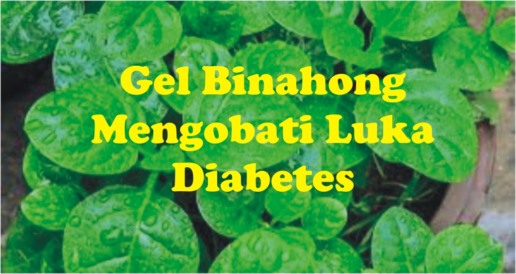 Gel Binahong Mengobati Luka Diabetes Gel Binahong Mengobati Luka Diabetes